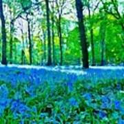 Bluebells In Woodland Poster