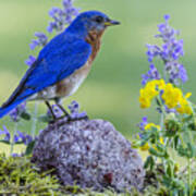 Bluebird Amongst The Flowers Poster