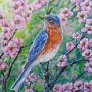 Bluebird And Blossoms Poster