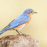 Bluebird On Fence Post Poster