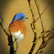 Bluebird Waiting For Spring Poster