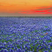 Bluebonnet Sunset Vista - Texas Landscape Poster