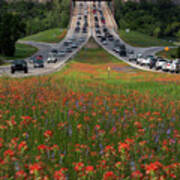 Bluebonnets And Indian Paintbrush Wildflowers Line The 360 Capit Poster