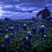 Bluebonnets In The Blue Hour Poster