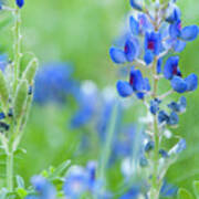 Bluebonnets Poster