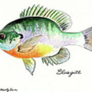 Bluegill Fish Poster