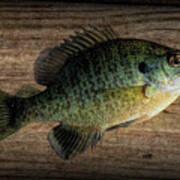 Bluegill Panfish Caught With A Jig Poster