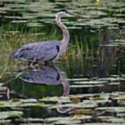 Blue's Image- Great Blue Heron Poster