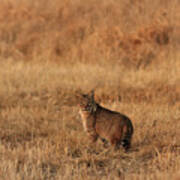 Bobcat Poster