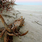 Bonanza Beach Driftwood Poster