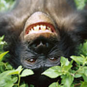 Bonobo Smiling Poster