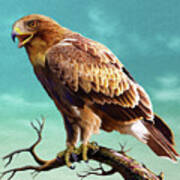 Booted Eagle Poster