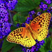 Boothbay Butterfly Poster