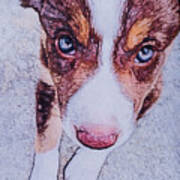 Border Collie Puppy Ii Poster