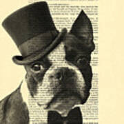 Boston Terrier, Animals In Clothes, Portrait Poster