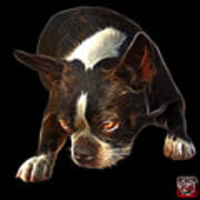 Boston Terrier Art - 8384 - Bb Poster