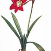 Botany: Lily Poster
