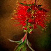 Bottle Brush Flower Poster