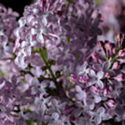 Bouquet Of Lilacs Ii Poster