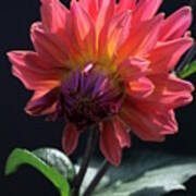 Bowing Dahlia Poster