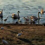 Boy Feeding Swans And White Ibis Poster