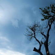 Branches Of A Tree Silhouetted Against A Stormy Sky Poster