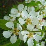 Brandy In Bud On The Pear Tree Poster