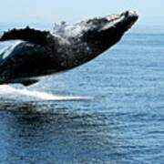 Breaching Humpback Whales Happy-2 Poster