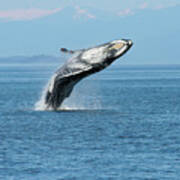 Breaching Humpback Whales Happy-3 Poster