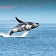 Breaching Humpback Whales Happy-4 Poster
