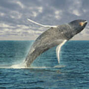 Breaching Whale Poster