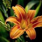 Bright Daylily Poster