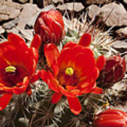 Bright Orange Cactus Blossoms Poster