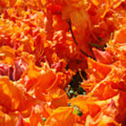 Bright Orange Rhodies Art Prints Canvas Rhododendons Baslee Troutman Poster