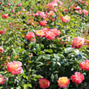 Bright Rose Garden Poster