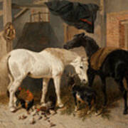 British Barn Interior With Two Horses Poster
