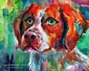 Brittany Spaniel Watercolor Portrait By Poster