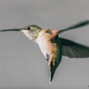 Broad-tailed Hummingbird Approaching Feeder Poster
