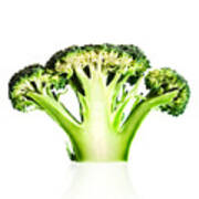 Broccoli Cutaway On White Poster