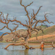 Broken Tree In Water Poster