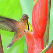 Bronzy Hermit On Heliconia Poster