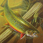 Brook Trout Cover Poster