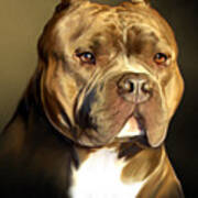 Brown And White Pit Bull By Spano Poster