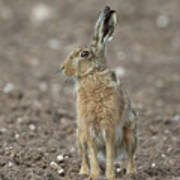 Brown Hare On Ploughed Field Poster