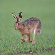 Brown Hare Running Poster