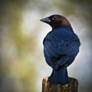 Brown-headed Cowbird Poster