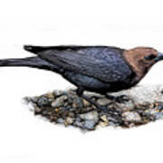 Brown Headed Cowbird Poster