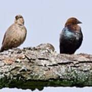 Brown Headed Cowbirds Sitting In A Tree Poster