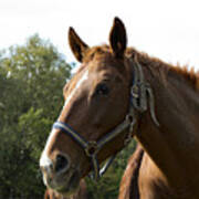 Brown Horse - Detail Of Head Poster