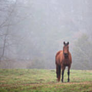 Brown Horse In Virginia Fog Poster